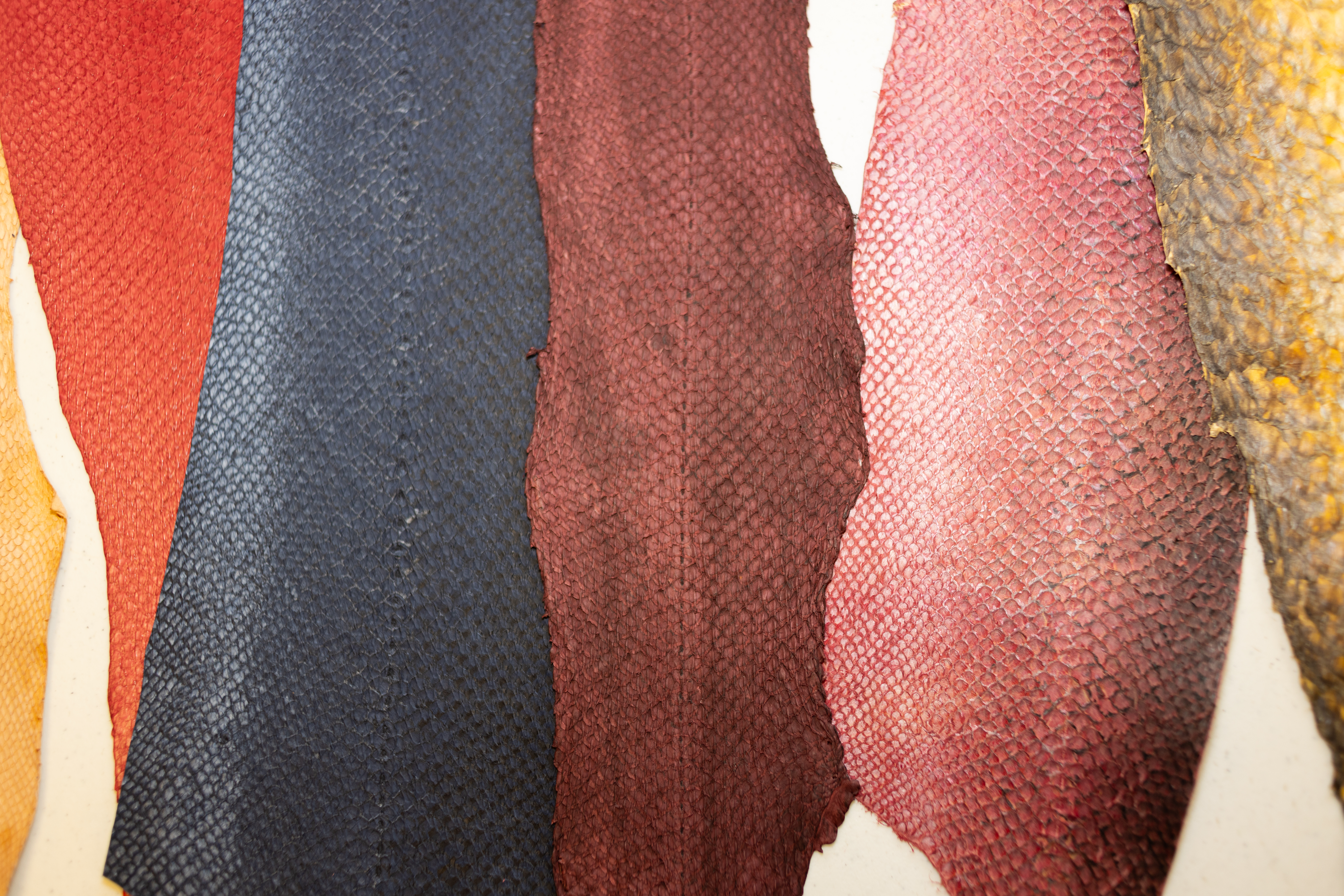 July 18, 2025 - California Fish Leather Company Joins Great Lakes Initiative to Fully Use Each Fish