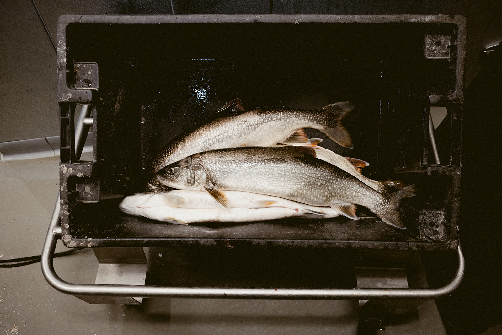 February 6 - More than food: Making seafood more sustainable by using 100% of the fish