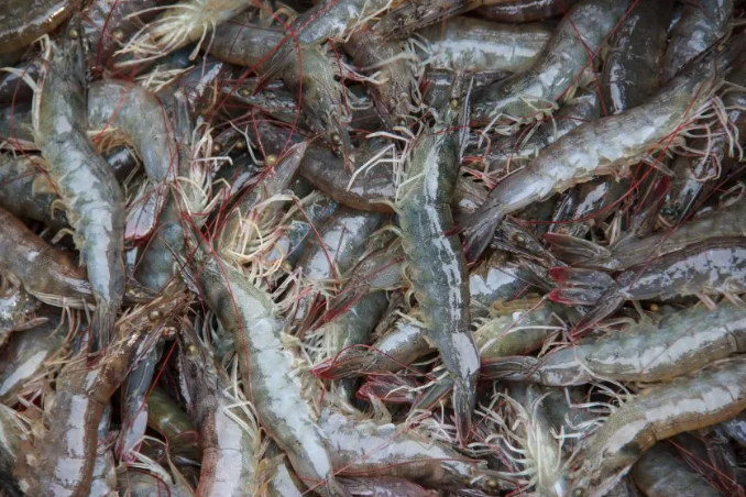 August 15, 2025 - Ohio Aquaculture Company Joins Great Lakes Initiative to Use Each Fish Fully